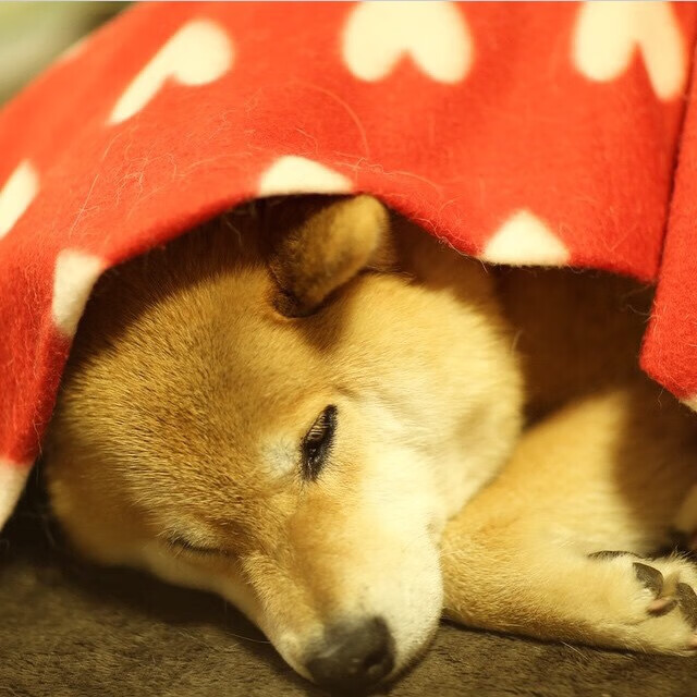 篮球之光，太阳关键突围与贝恩欧冠半决赛的接管时刻