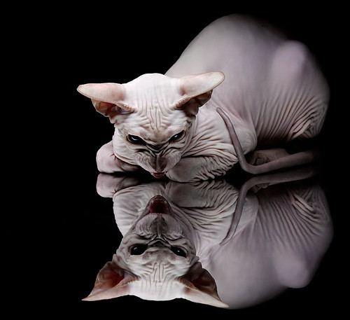 当麦迪逊花园遇到伯纳乌，体育时空里的双重征服