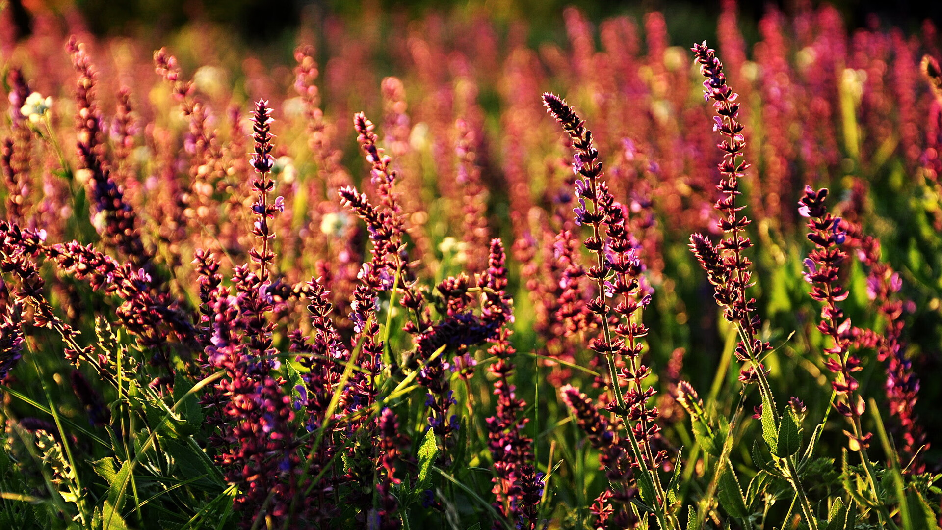 黄喜灿，一道刺破阿根廷节奏的亚洲闪电