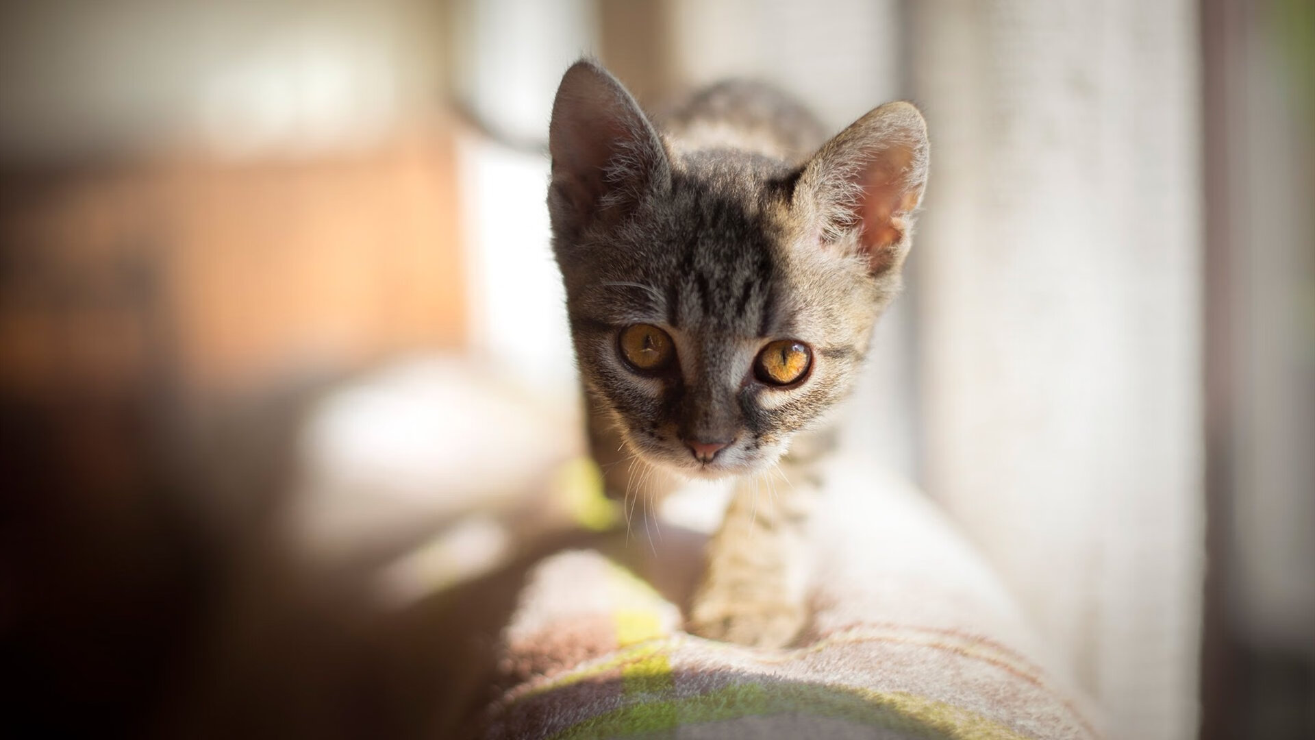 绿茵闪电与赛道狂飙，久保建英在F1揭幕战之夜的极限超频