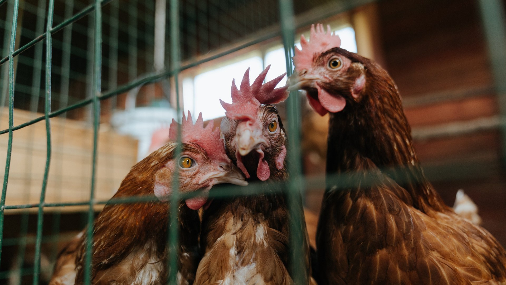 一剑封喉!欧洲红魔客场掀翻宿敌,戈麦斯绝杀定乾坤