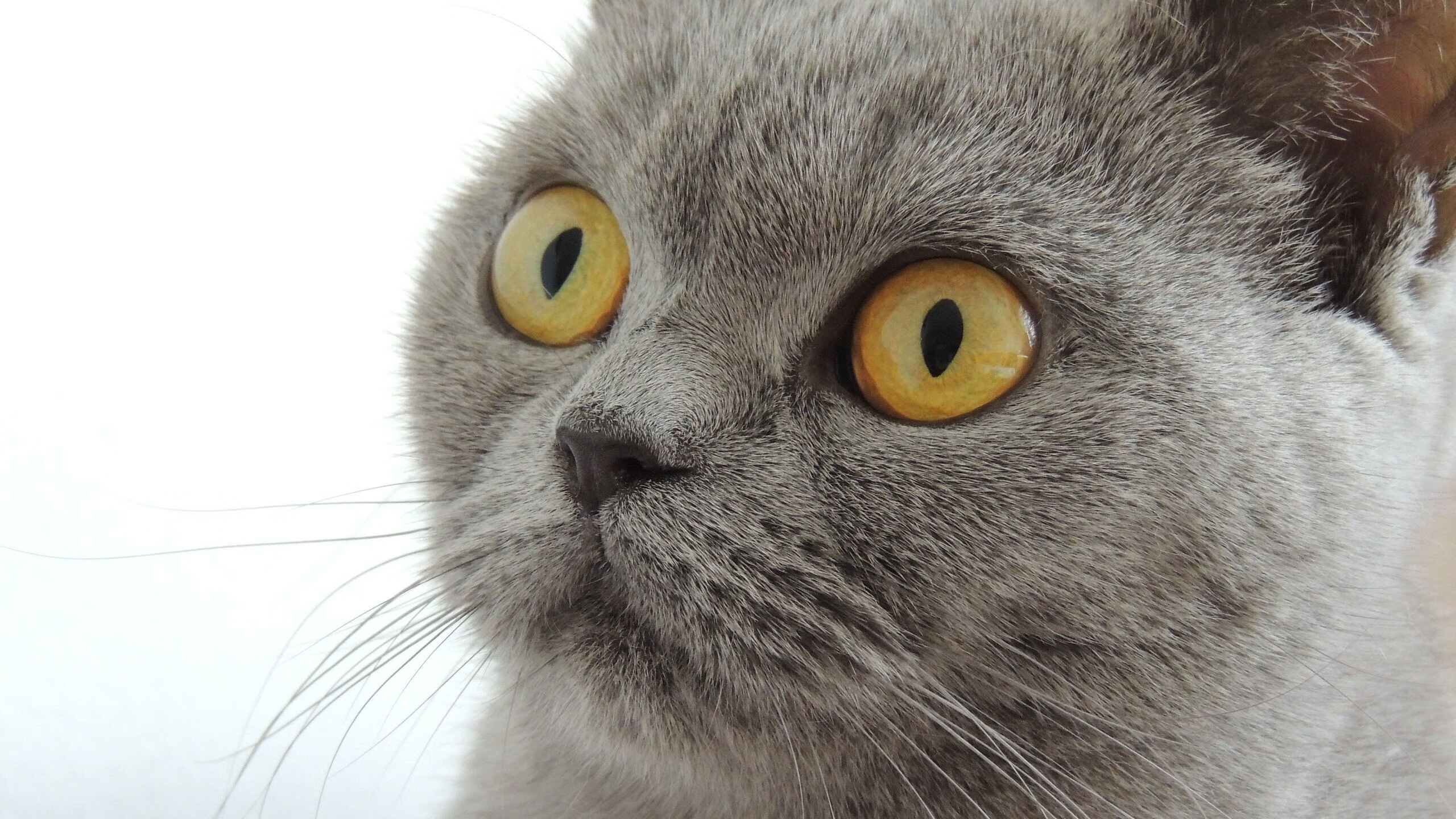 平行世界的哨响,当吉林的冰雪覆盖绿色火焰,杰伦·格林在虚无中重写排名