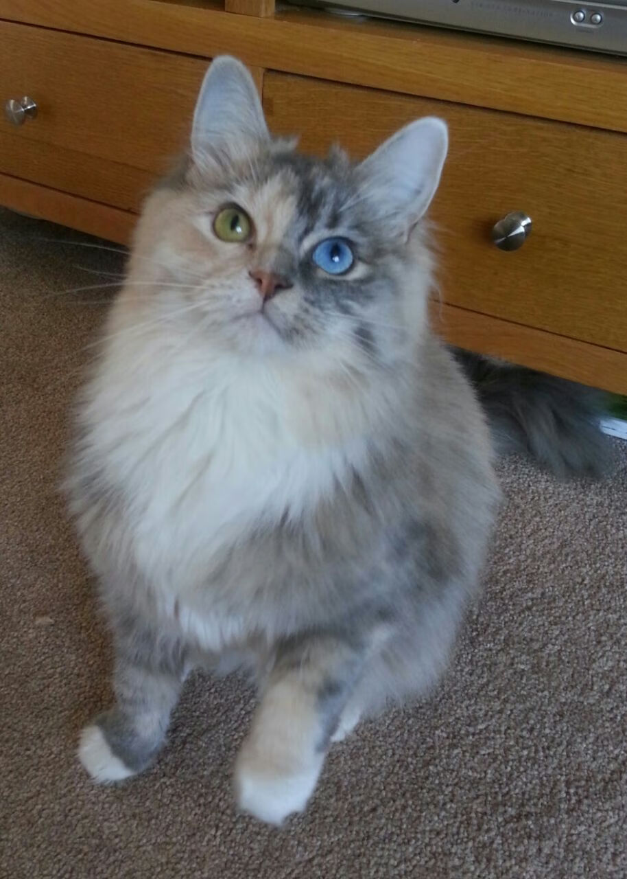 草原雄狮咆哮地中海，南非逆袭摩洛哥的年度焦点战