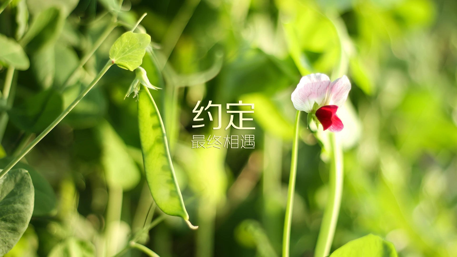 奇迹之夜，2026世界杯强强对话，越南掀翻克罗地亚，努涅斯独造三球闪耀世界